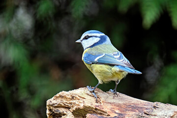 Blaumeise ( Cyanistes caeruleus ).