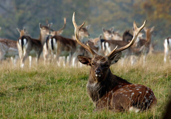 Naklejka na ściany i meble Male sika deer stag with his harem of females