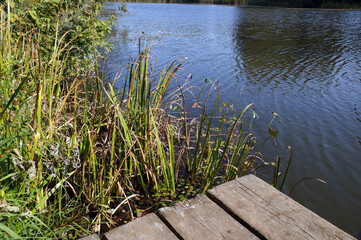 Fototapeta na wymiar Bridge and reed grass on the Bank of the pond
