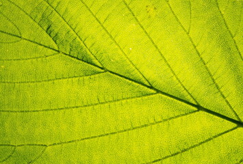 Fototapeta na wymiar Close up leaf veined macro shot. Background for your design