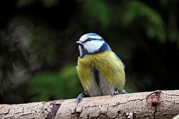Blaumeise ( Cyanistes caeruleus ).