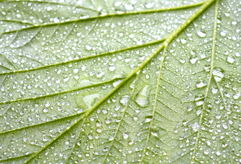 Drops of transparent rain water on a leaf. Floral macro background