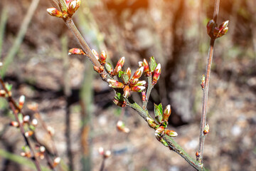 A small branch of a shrub in the forest with swelling buds in the spring. Spring concept, waking up nature, new leafs