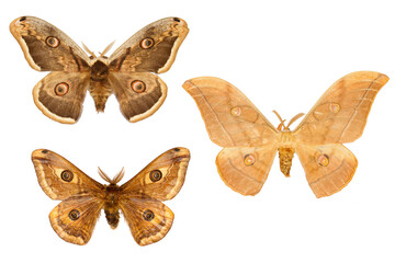 Fototapeta na wymiar Collection of three peacock moth on white