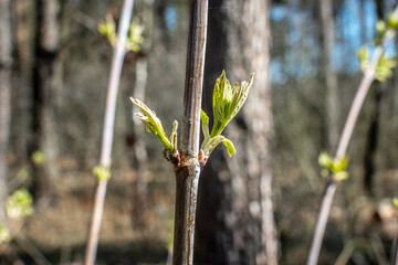 A branch of a small tree in the forest with blossoming buds. Blooming leaves on a twig in spring