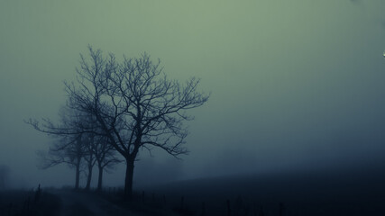 Mysterious creepy foggy landscape with solitary broad leaf trees at autumn/fall. Fog, mist. Eastern Europe, Moravia.   .