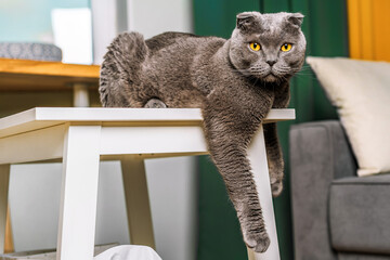 A grey Scottish Fold cat with yellow eyes sits comically on a wooden bench with its paws down in a modern living room