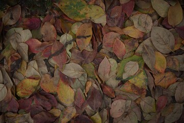 Orange, brown, yellow, red, green leaves gathered, autumn concept, background and copy space. Fall leaves in full color