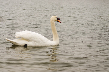 Swans in a tributary of the Danube near Novi Sad, in the winter 