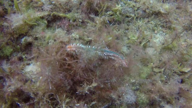A Bearded Fireworm (Hermodice carunculata) in the Mediterranean Sea