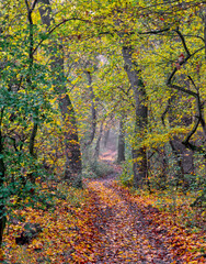 Winding mud path in the forest with autumn colors.