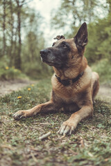 Schäferhund liegt auf einem Waldweg. Hochformat