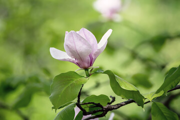 Magnolia spring flowers