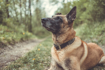 Schäferhund liegt am Boden und schaut leicht nach oben. Portrait im Querformat.