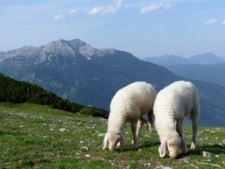 Sheep at mountain hiking tour to Grubigstein and Gartnerwand mountain, Tyrol, Austria