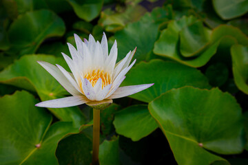 White lotus flower and green leaves in the pond.