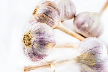 head of garlic white large placer closeup on a light background
