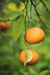 Tangerine garden with fruits