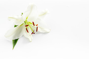 Naklejka na ściany i meble Condolence card with white flowers lily. Funeral symbol