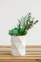rosemary in a pot on the table. Icelandic sterilized moss for decoration in your home