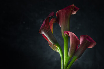 Pink calla lilly flowers on black background