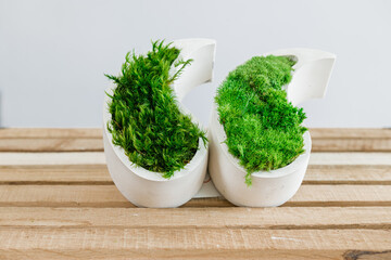 grass in a wooden box. Icelandic green stabilized moss in concrete on a white background.