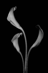 Calla lilies on black background. Monochrome image