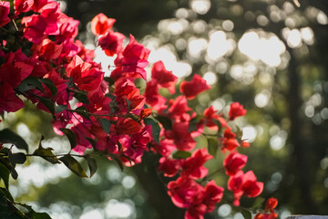 red rose bush