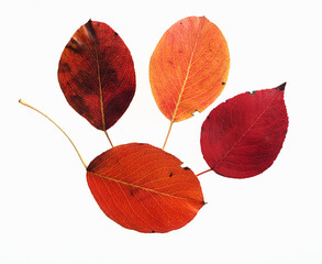 Close-up of autumn leaves isolated on a white background