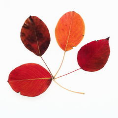 Fototapeta premium Close-up of autumn leaves isolated on a white background