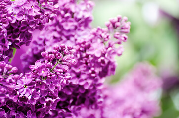 Spring lilac flowers