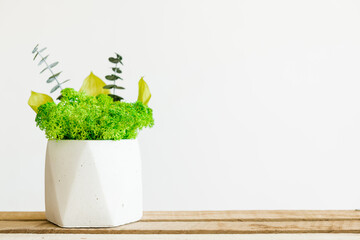 herbs in a pot. Icelandic green stabilized moss in a plaster pot on a white background.