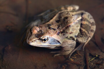 Rana arvalis. Frog close-up in spring in a puddle