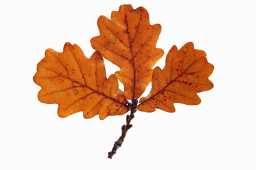 Fototapeta premium Close-up of oak leaf isolated on a white background.