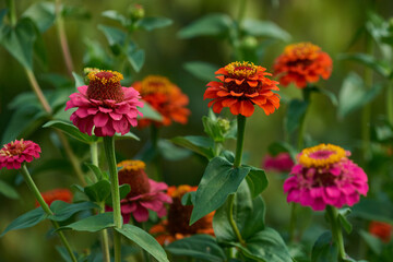 Zinnie (Zinnia elegans)