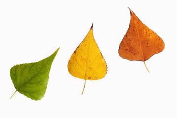 Close-up of autumn leaves isolated on a white background