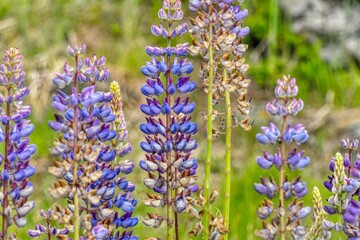 Blue Lupine