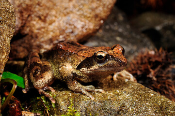Italienischer Frosch // Italian stream frog (Rana italica)