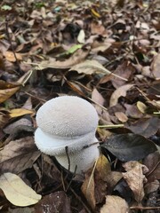Beautiful wild mushrooms of Ukraine
