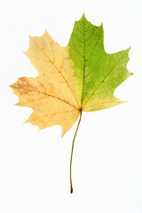 Maple leaf closeup isolated on white background