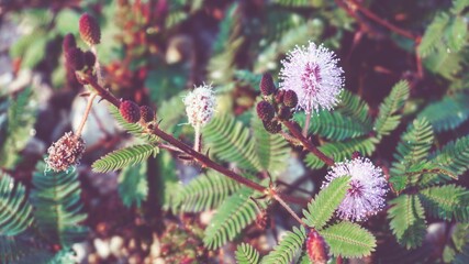 photo of artistic grass flowers in the forest