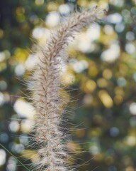 photo of artistic grass flowers in the forest