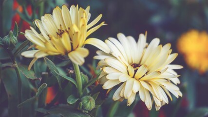 photo of artistic calendula flowers in the garden