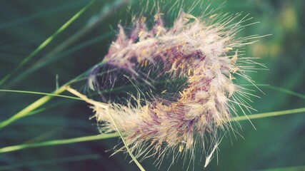 photo of artistic grass flowers in the forest