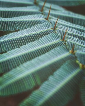 photo of artistic tamarindus indica leaves in the forest