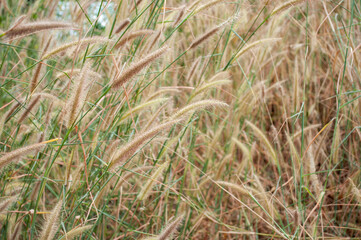 Beautiful grass flowers on a blurred background