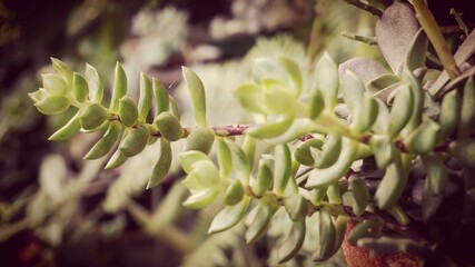 photo of artistic echaveria in the garden