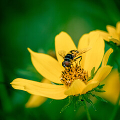 Bee on a flower