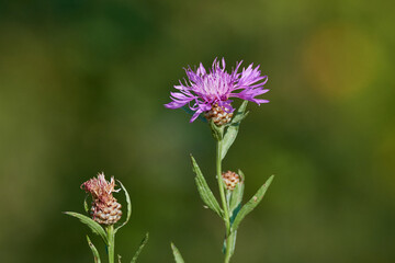 Wiesen-Flockenblume (Centaurea jacea)