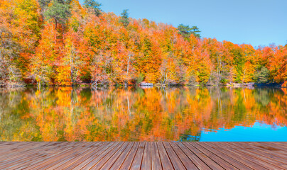 Fallen red and yellow leaves in autumn forest - Autumn landscape in (seven lakes) Yedigoller Park Bolu with wooden pier - Bolu, Turkey